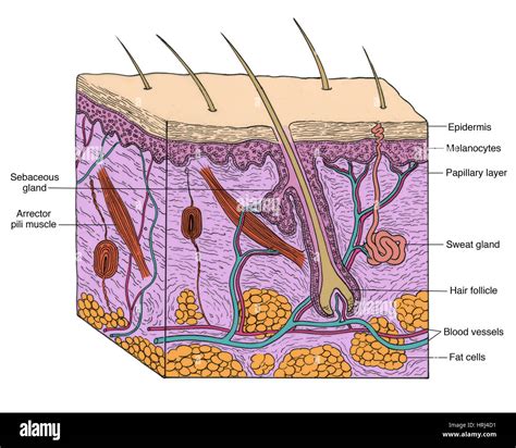 Papillary Layer And Reticular Layer Of Dermis