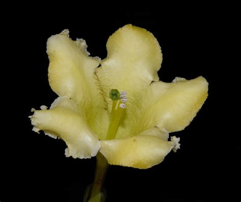 Schultesianthus coriaceus (Kuntze) Hunz. | Plants of the World Online ...