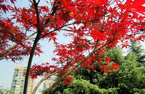红枫树适合种在哪里,家里种红枫吉利吗,北方适合栽哪类红枫_大山谷图库
