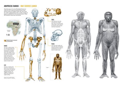 Image result for Ardipithecus Ramidus Discovery