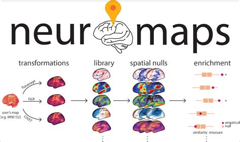 Brain Map Example 的图像结果