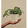 UGAOO Philodendron Oxycardium Green Plant with Self Watering Pot ...