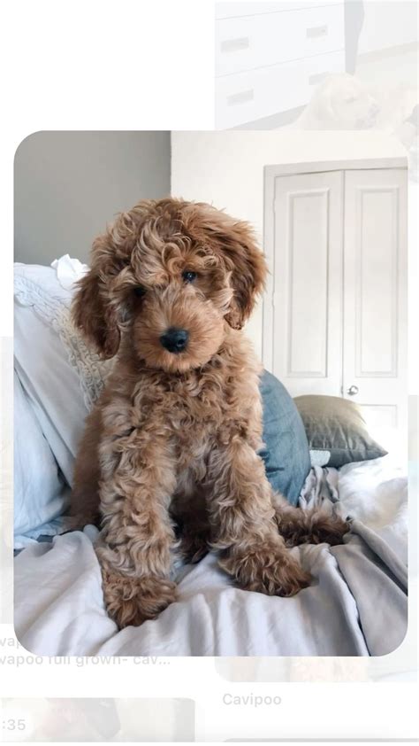 Image result for Cockapoo vs Labradoodle