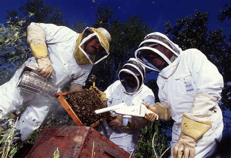 Africanized Killer Bees 的图像结果