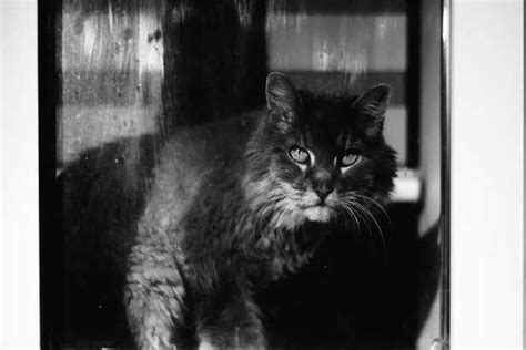 Old cat photos and their significance