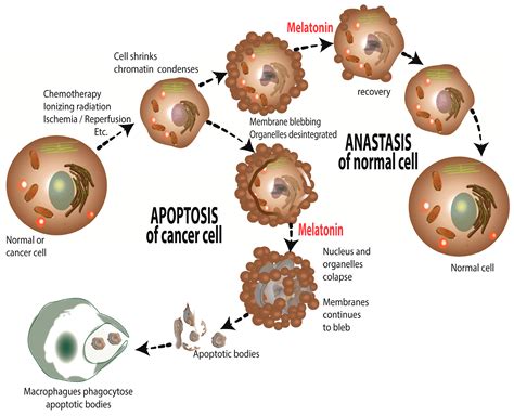 Melatonin, a Full Service Anti-Cancer Agent: Inhibition of Initiation ...