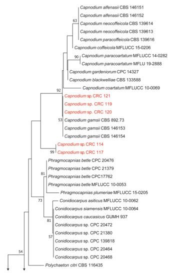 Production of Non-Volatile Metabolites from Sooty Molds and Their Bio ...