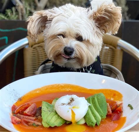 🐶 Can Dogs Eat Avocados? | AwfullyPups