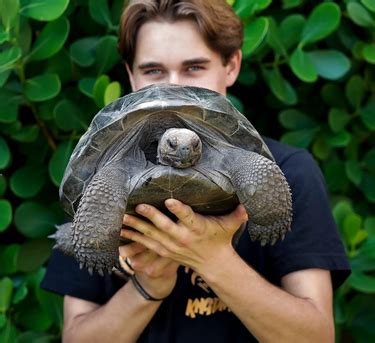 Jacob Feder Lemur 的图像结果