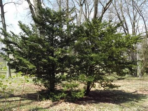 Taxus cuspidata 'Capitata' - upright Japanese yew | The Dawes Arboretum