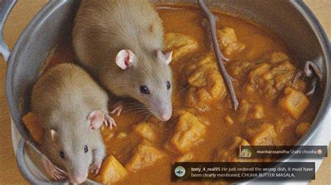 Rat Found In Chicken Thali At Bandra Eatery, Leading To 3 Arrests ...