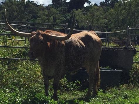 ENDEAVOUR FALLS TOURIST PARK (Cooktown) - Campground Reviews & Photos ...