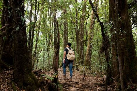 Rainforest walk Images - Free Download on Freepik