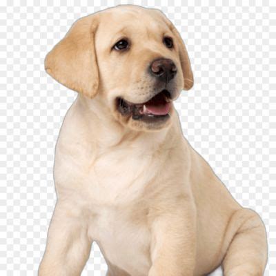 Labrador Dog High Resolution Isolated PNG - Pngsource