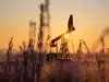 oil and gas pipelines: Latest News & Videos, Photos about oil and gas ...