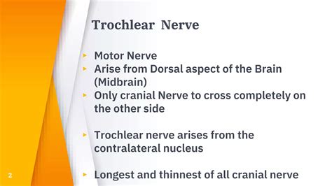 Image result for Trochlear Function