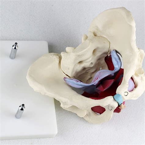 Buy Pelvis Model - Medical Anatomical Female Pelvis Model - Life Size ...