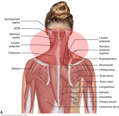 What are the causes of muscle spasming in the neck?