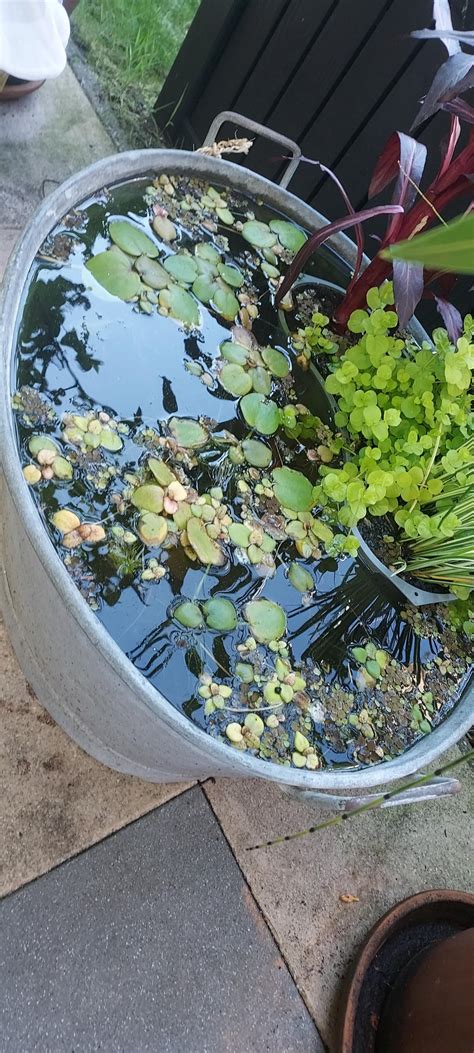 Baby white cloud mountain minnows appearing in pond : r/PlantedTank