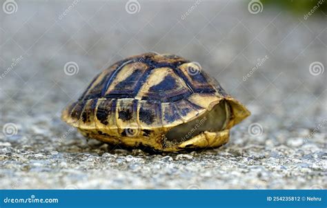 Image result for Empty Turtle Shell