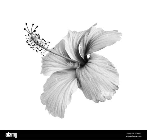 Hibiscus Flower Black And White