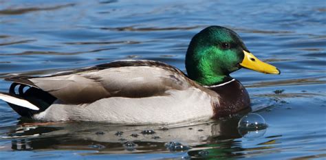 Image result for Animals Using Sign Language