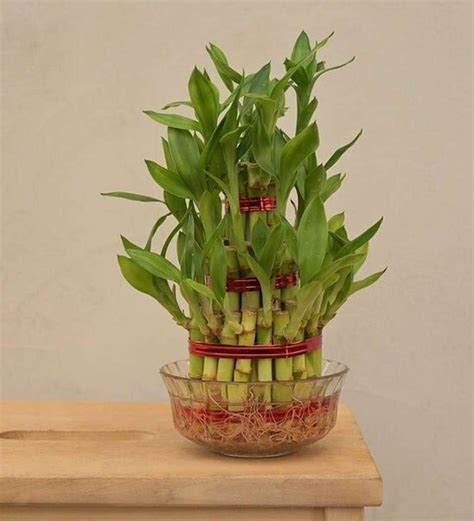 lucky bamboo plant Three Layer Bamboo Plant Price in India - Buy lucky ...