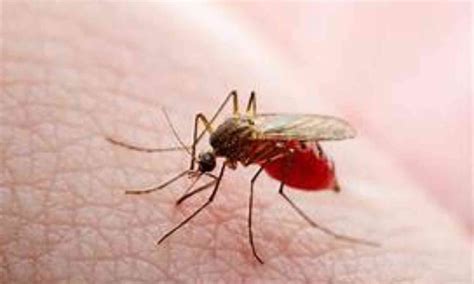 Karnataka Government Declares Dengue Fever an 'Epidemic Disease'
