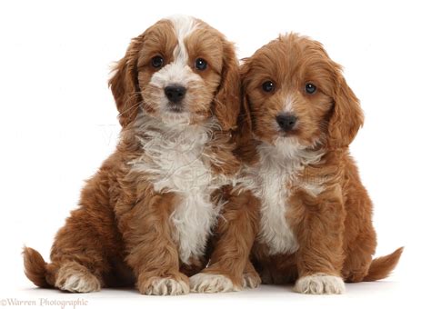 Image result for Miniature Cockapoo