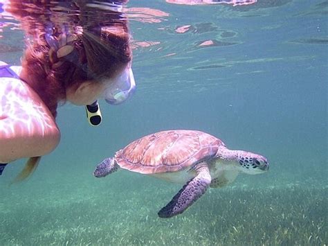 Abaco Tours & Activities (Treasure Cay) - 2022 What to Know Before You ...