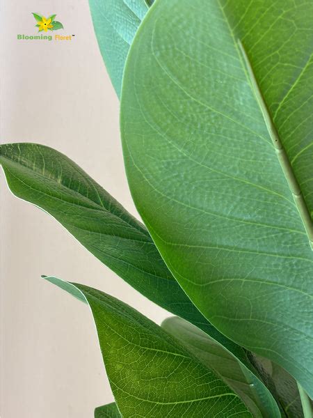 Artificial Jiamei Tourist Banana Plant – 102 cm, with Basic Pot ...