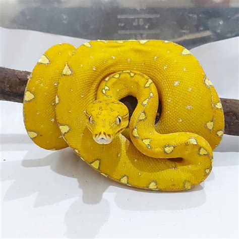 Image result for High Yellow Green Tree Python