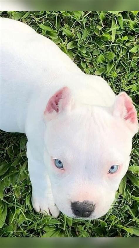 Huge pitbull puppies for sale blue nose pitbulls merle tri lilac ...