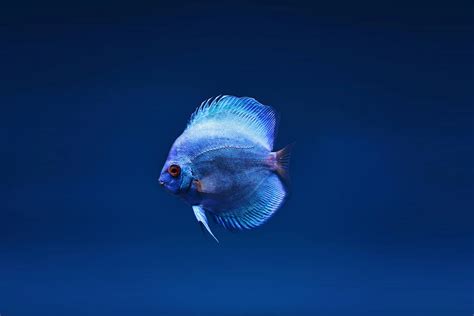 Image result for Blue Discus Fish