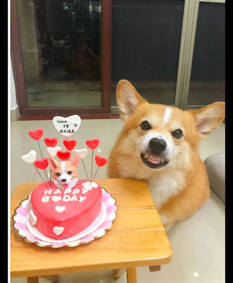 【狗狗生日蛋糕的做法步骤图，怎么做好吃】小小小能逗_下厨房