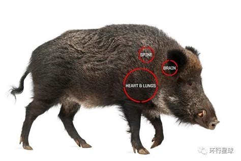 加拿大“超级猪”入侵美国：猎猪队无计可施，或引发北美生态浩劫_腾讯新闻