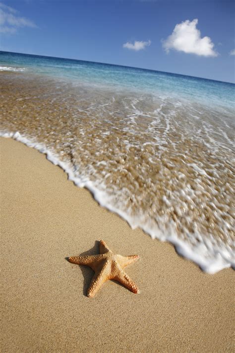 Rosecliff Heights Marjory Beach Starfish On Canvas by Spanishalex ...
