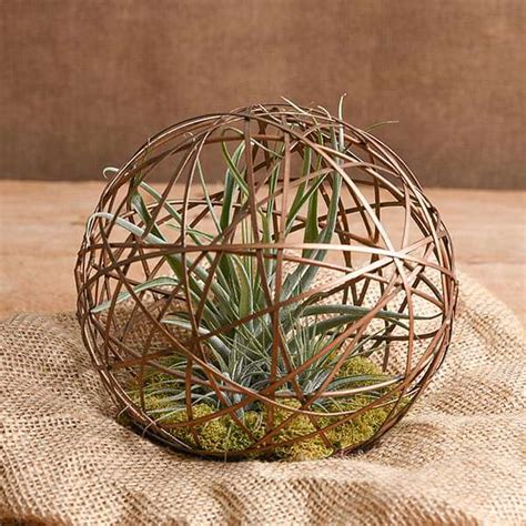 Buy Geo Ball - Air Plant online from Nurserylive at lowest price.