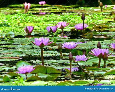 Water lilies in bloom stock image. Image of green, life - 112621783