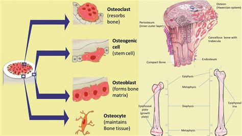 Ossification Meaning