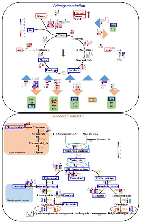 Integrative Analyses of Widely Targeted Metabolic Profiling and ...
