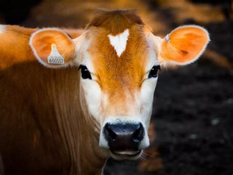 Meat And Dairy Cause 57% Carbon Emissions, Twice As Much As Plant-Based ...