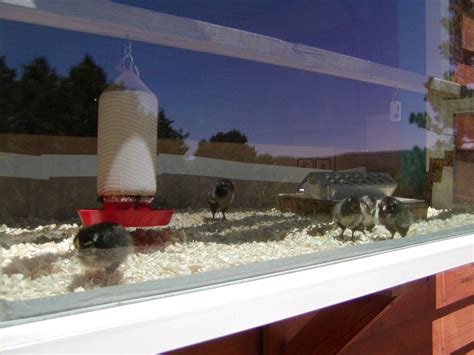 When to Remove Chicks From Brooder 的图像结果