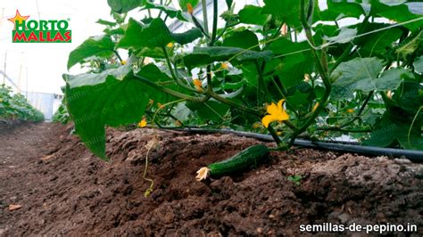 ¿Cómo Germinar la semilla de pepino? - Semillas de Pepino