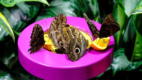 Image result for Butterfly Eating Graph