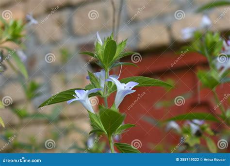 Crested Philippine Violet Or Bluebell Barleria (Barleria Cristata Lavender Lace) Rare Variety ... - endangered flowers in the philippines