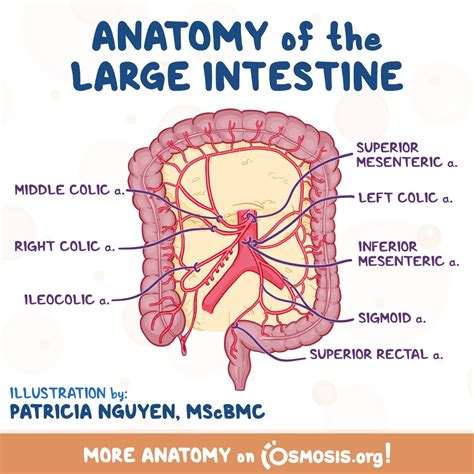 Superior Mesenteric Artery Branches