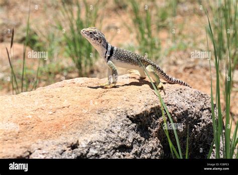 Image result for Common Collared Lizard How to Draw
