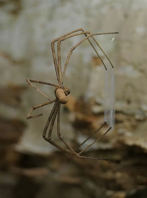 Net Casting Deinopis – Ausemade