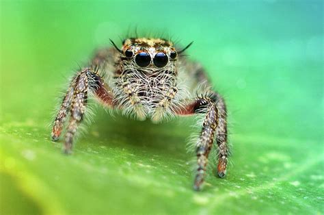 Image result for Spider Species Classification Using Machine Learning